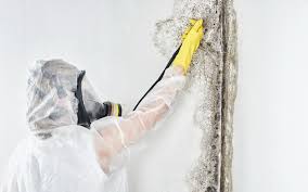 Why You Should Choose Our Mold Remediation Services in Wathena, KS